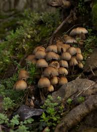 Image result for Coprinus micaceus