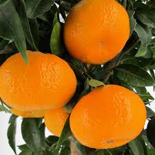 Image result for Citrus reticulata