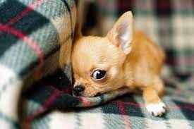 Puppies are born with their eyelids closed. When Do Chihuahua Puppies Open Their Eyes Ears Timeline