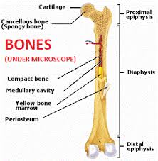 Maybe you would like to learn more about one of these? Bones Bioscience Notes