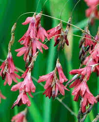 Image result for Dierama longistylum