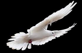 Air Animal Totems Meaning Of Air Creatures On Whats Your Sign Animal Totems Animals Totem Meaning