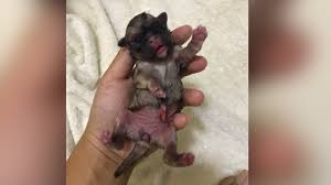 Following a successful whelping, a mother dog removes the umbilical cords from her puppies. How To Cut And Tie Umbilical Cord Puppy Tips And Guide Shorts Fyp Foryourpage Doglover Dog Youtube