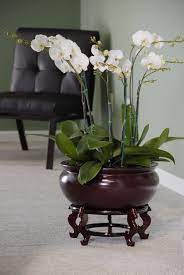 Gorgeous Grouping Of Moth Orchids In A Beautiful Fiberglass Planter Available At Indoorflowerpots Com Indoor Orchids Orchids House Plants Decor