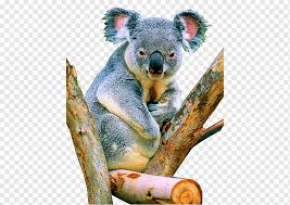 The next zone is the understory which is very dark and cool. Koala Herbivore Tropical Rainforest Koala Koala Mammal Animals Terrestrial Animal Png Pngwing