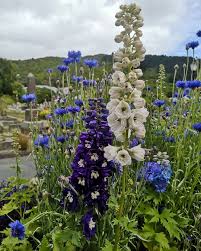 Pin On Blue And White