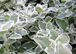 Image result for Helichrysum lastii