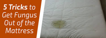 How to get mold out of fabric. 5 Tricks To Get Fungus Out Of The Mattress