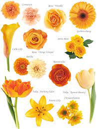 Dahlias bloom in an wide array of colors, from subdued to vibrant, and are most popular in the summer. Blooms In Orange Flower Names Flower Chart Flower Guide