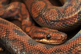 Help And Advice For A First Time Snake Owner! : R/Snakes