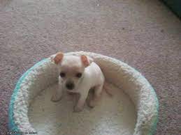 Pitbull puppies for sale el paso tx. Chihuahua Puppies For Sale In El Paso Tx Petsidi