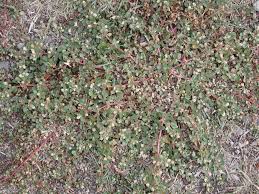 Image result for Alternanthera caracasana