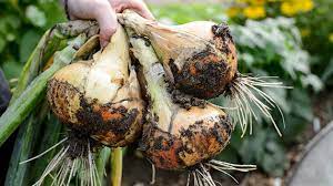 The infection is most likely to take hold during warm and humid conditions. How To Grow Onions Rhs Gardening