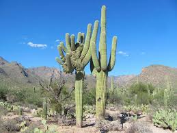 I've seen videos about beheading cactus or cutting cactus, but is it worth to cut your favorite cactus? Did You Know If You Cut Down A Cactus Howard Gittis Student Center Facebook