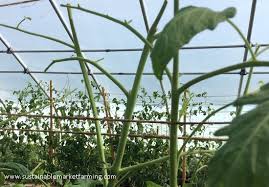 Zachary boone snipes, ©2015 clemson extension Hornworm Damage Sustainable Market Farming