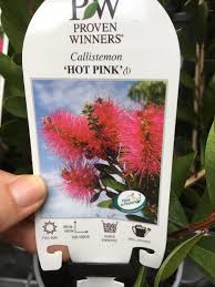 Pin By Meg H On Garden Evergreen Survivors Evergreen Flora Proven Winners