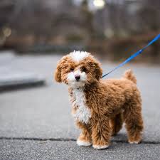 We are a puppy breeder located in asheville nc. Cavapoo Breeders New York