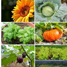 Maybe you would like to learn more about one of these? 23 Plants You Should Never Grow Together And Reasons Why