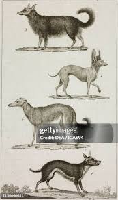 145 Bernard Wolf Stock Photos, High-Res Pictures, and Images