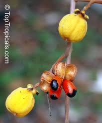 We did not find results for: Cupaniopsis Anacardioides Carrotwood Toptropicals Com