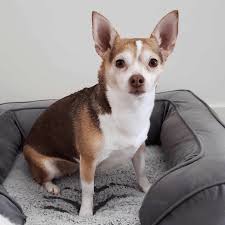 Image result for chihuahua big obesity