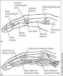 Simple cuboidal nucleus of simple cuboidal epithelial cell photomicrograph: Acute Finger Injuries Part I Tendons And Ligaments American Family Physician