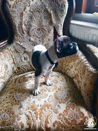 Uyguna Maskeli Fransiz Bulldog Erkek Yavru Uyguna Maskeli Fransiz Bulldog Erkek Yavru Kopek Kopekseverler Kopeksahiplen Bulldog Evcil Hayvanlar Kopek