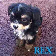Share it or review it. Yorkiepoo Puppies For Sale In Vancouver Washington Classified Americanlisted Com