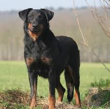 May 05, 2021 · location: Beauceron Puppy Average Market Price Beauceron