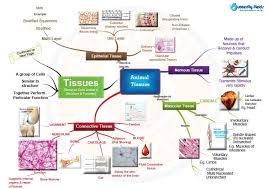 Draw a labelled diagram of a neuron. Types Of Animal Tissues Concept Map Butterfly Edufields