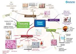 The ramainder muscles can be the tendon sheaths protect the tendons when they are at rest and when they move. Types Of Animal Tissues Concept Map Butterfly Edufields