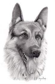 Add some faint lines near the eyes, forehead, and neck to suggest folds of skin and ruffles of fur. Realistic Pencil Drawings Of Animals 115 Pencil Drawings Of Animals Animal Drawings Realistic Pencil Drawings