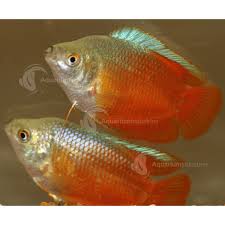 Can A Betta Live With A Powder Blue Gourami - Youtube