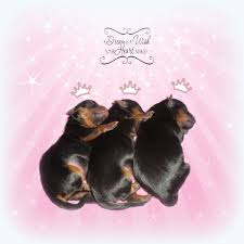 It should be a box or a bin that can be easily cleaned. Newborn Baby Yorkies Newborn Baby