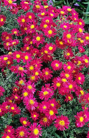 Don't let the incoming fall and winter get you down. What To Plant In September 10 Flowers And Vegetables You Can Plant In September