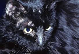 It provides instant personalised health. Pictures Of Skin Problems In Cats