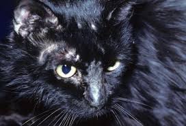 Posted on may 5, 2013 • 336 comments. Pictures Of Skin Problems In Cats