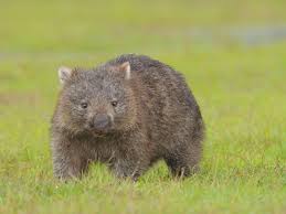 Image result for Common wombat