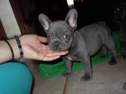 Watch our video on french bulldog puppies. French Bulldog For Sale Michigan