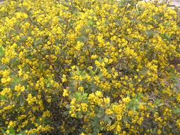 Check spelling or type a new query. Yellow Our Plant List Australian Outback Plants Native Plant Nursery Usa