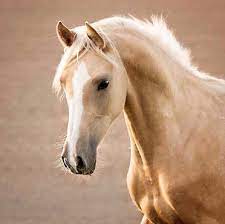 Denn schon im alten westen wurde das buckskin pony wegen seiner kräftigen gliedmaßen und eisenharten hufe sowie der fähigkeit. Farbenlehre Fohlengluck Ihr Wunschfohlen