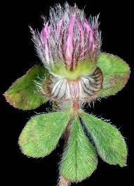 Image result for Trifolium