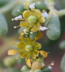 Image result for Zygophyllum cuneifolium