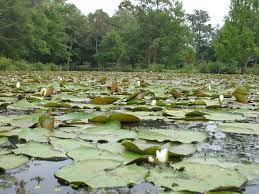 The olmsted woods, an oak and beech forest; Kenilworth Park And Aquatic Gardens Wikipedia