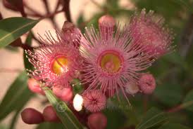 Image result for Eucalyptus ficifolia