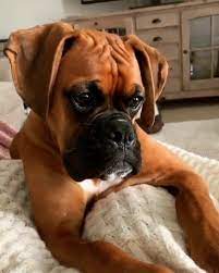 Boxer Puppies Black Boxer Puppies Show Quality Baby Boxer Pu Boxermix Dog Breed Boxer Dogs Boxer Puppies Black Boxer Puppies