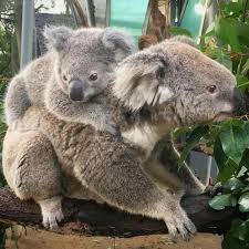 Sydney And Her Son Koala Bear Australia Animals Cute Funny Animals