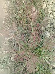 Image result for Eragrostis japonica