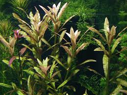Image result for Limnophila crassifolia