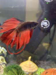 Most of the time, your fish will develop it because of water quality, improper care, exposure to other livestock with present communicable bacterial infections, or lack of water changes/tank cleanings. Betta Fish My Betta Got This Tear On His Fin Recently I M Wondering If It S Fin Rot Water Conditions Are Pretty Good Ph Is Betta Fish Betta Betta Aquarium
